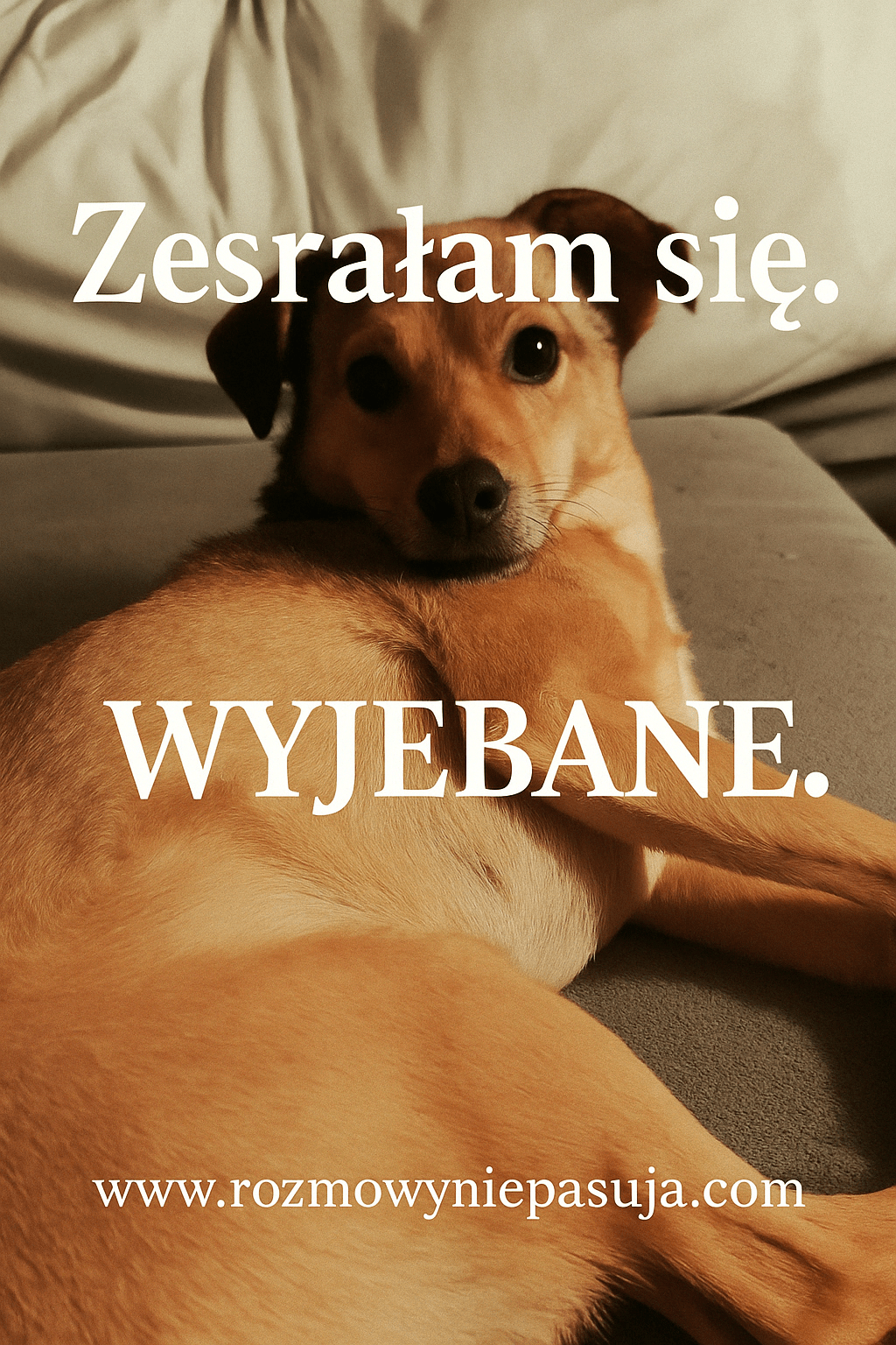 Serotonina, dopamina i&nbsp;sranie.