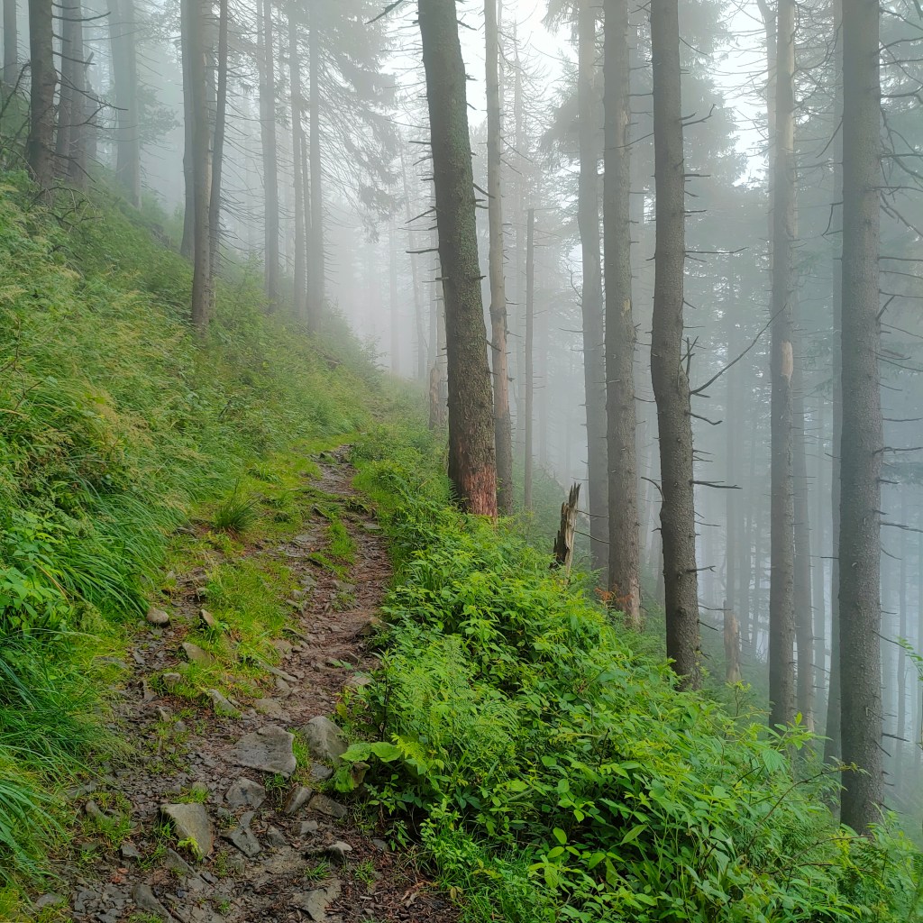 Powrót do natury przez&nbsp;YT